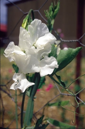 Picture of Memorial Flight